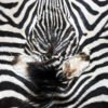 as_carpet_zebra-carpet_03