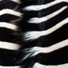 as_carpet_zebra-carpet_04